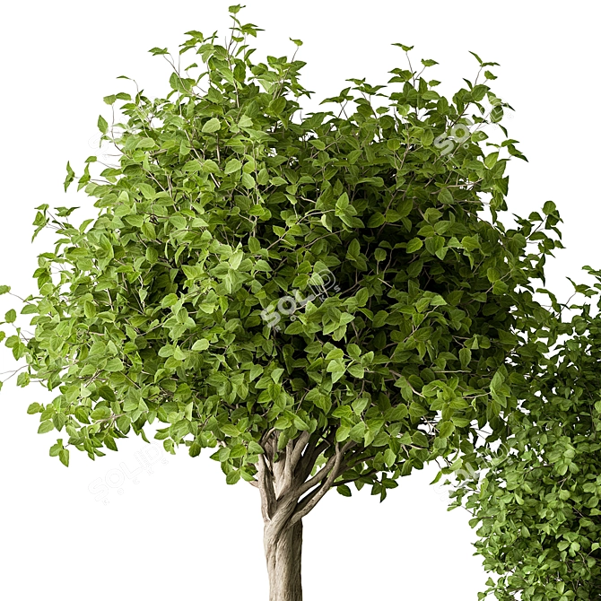 Urban Oasis Tree & Bush 3D model image 5