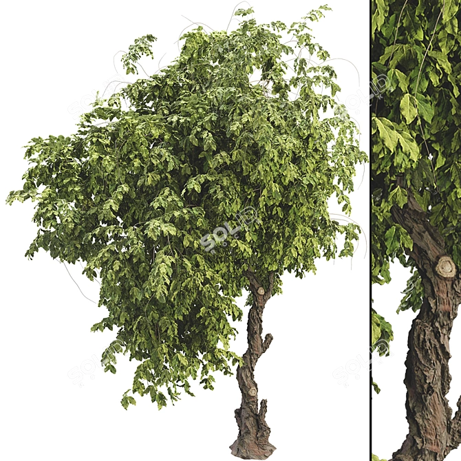 Broadleaf Tree Plant 3D Model 3D model image 1