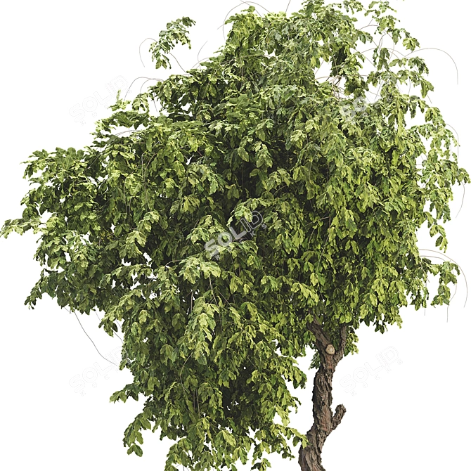 Broadleaf Tree Plant 3D Model 3D model image 6