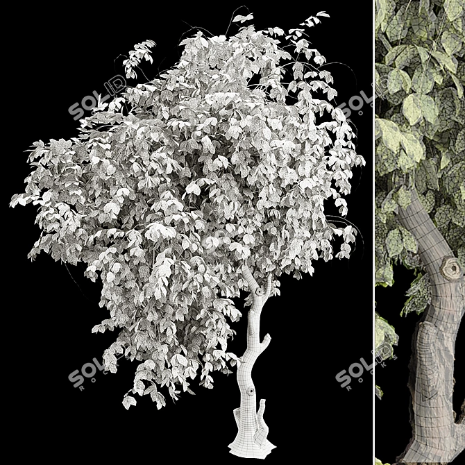 Broadleaf Tree Plant 3D Model 3D model image 7