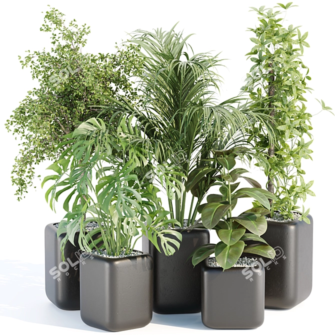  Rare Indoor Plants Collection Vol. 181 3D model image 1