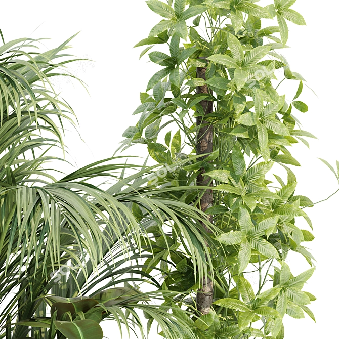  Rare Indoor Plants Collection Vol. 181 3D model image 4