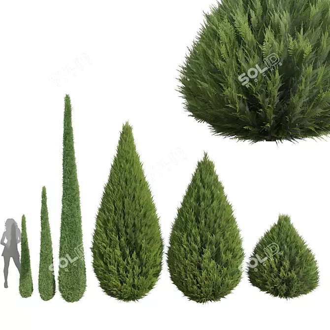 Cypress Juniperus 3D Plant Models 3D model image 2