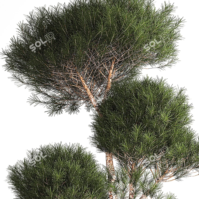 Alpine Garden Set with Evergreen Trees 3D model image 5