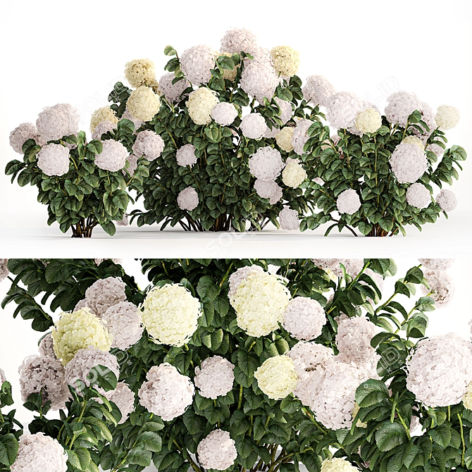 White Hydrangea Trio Collection 3D model image 1