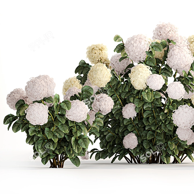 White Hydrangea Trio Collection 3D model image 2