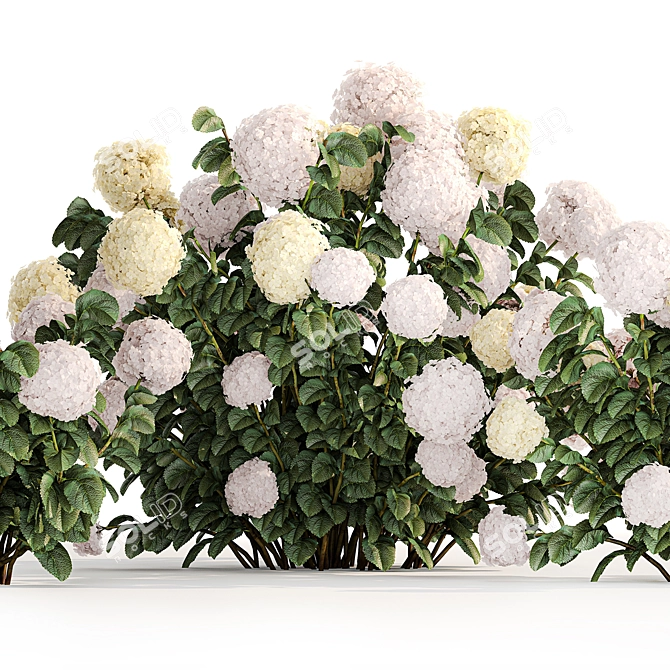 White Hydrangea Trio Collection 3D model image 3