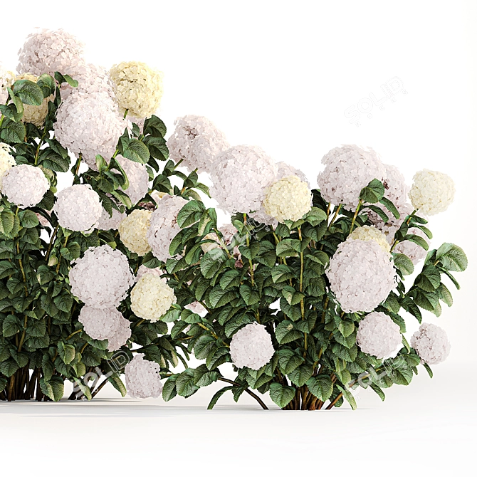 White Hydrangea Trio Collection 3D model image 4