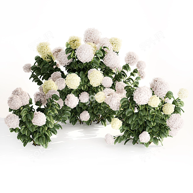 White Hydrangea Trio Collection 3D model image 5