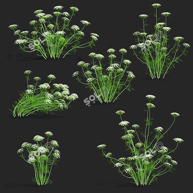 Ammi Visnaga Floral 3D Models 3D model image 2