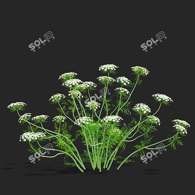 Ammi Visnaga Floral 3D Models 3D model image 4