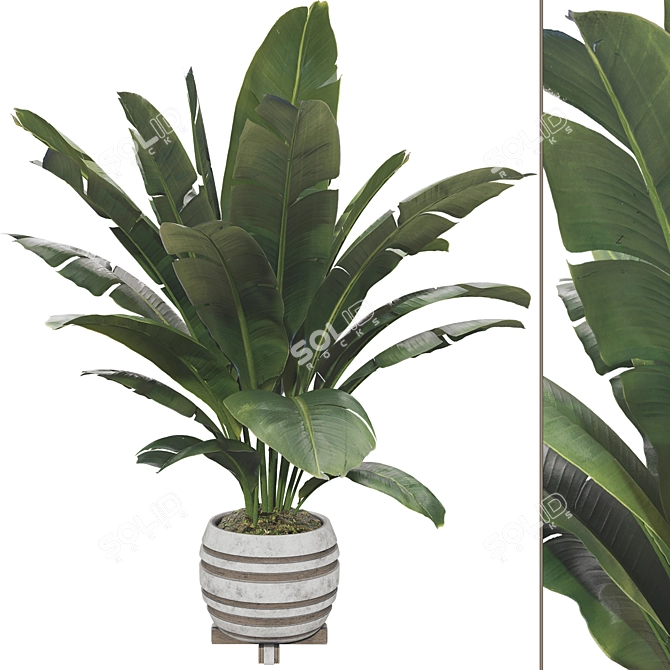 Beautifully Detailed Banana Plant Set 3D model image 1