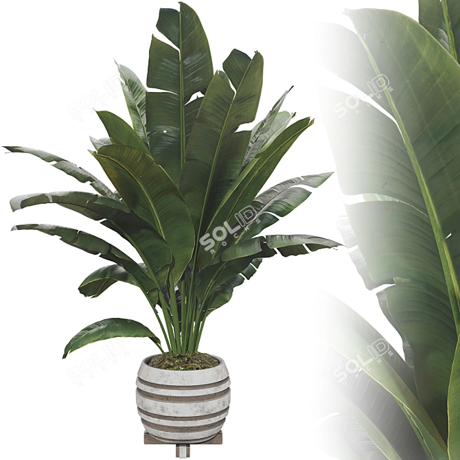 Beautifully Detailed Banana Plant Set 3D model image 2