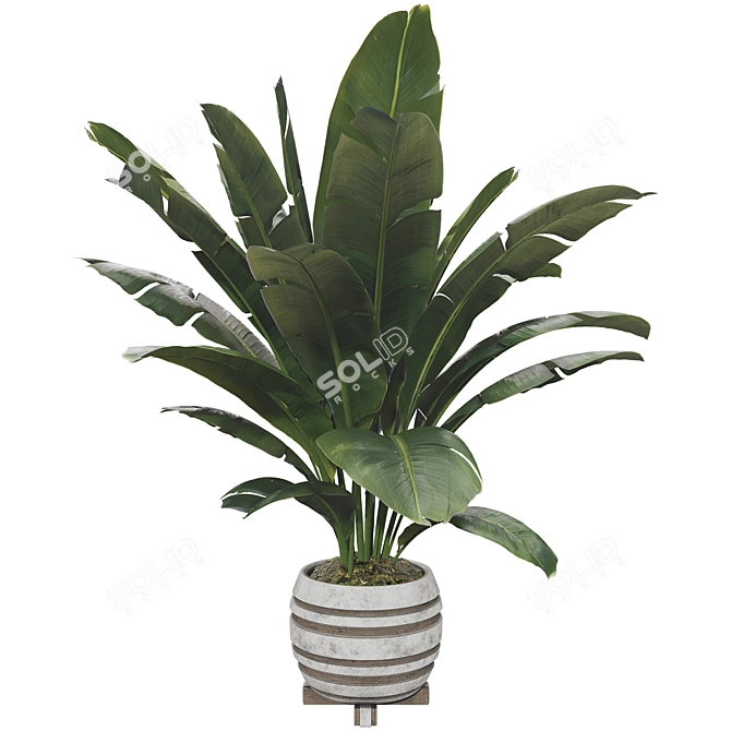 Beautifully Detailed Banana Plant Set 3D model image 3