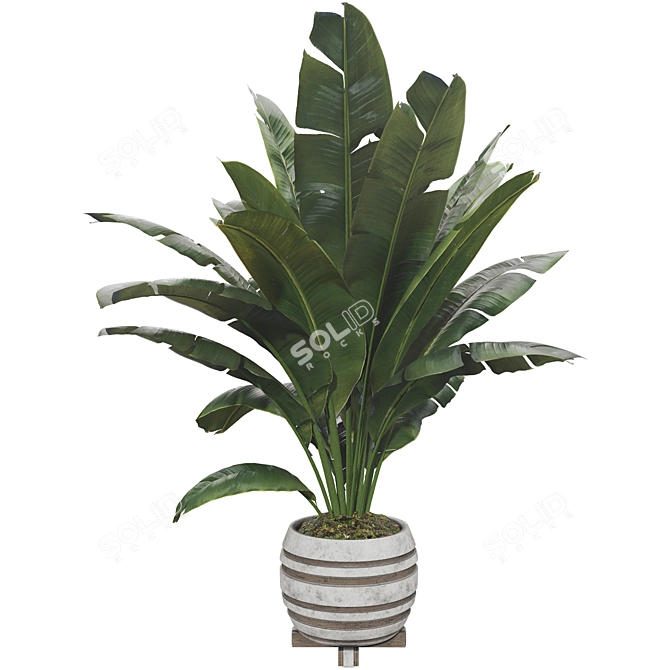 Beautifully Detailed Banana Plant Set 3D model image 4