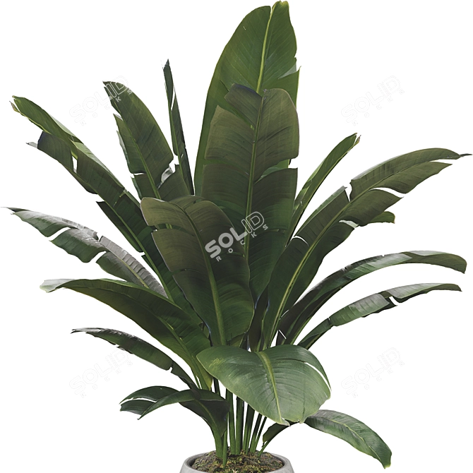 Beautifully Detailed Banana Plant Set 3D model image 5