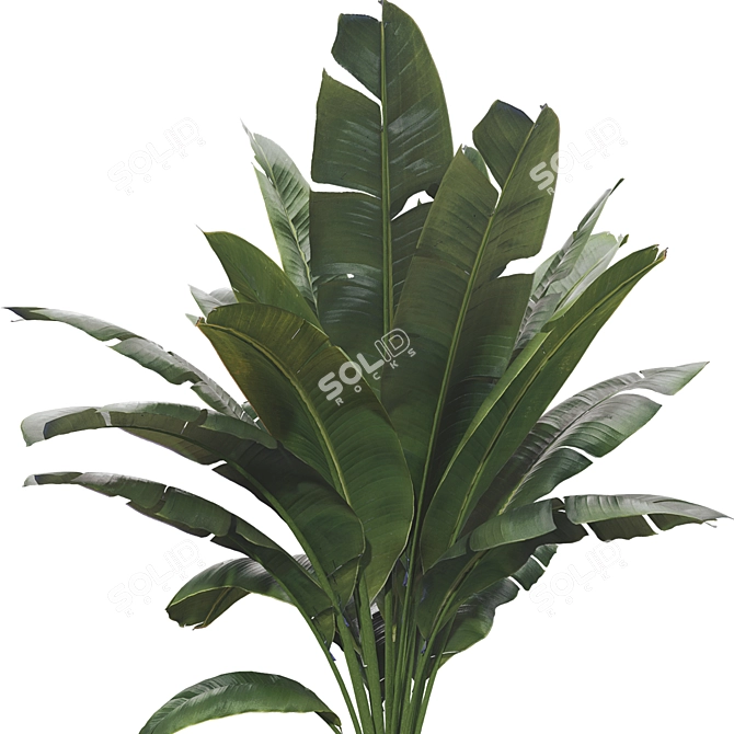 Beautifully Detailed Banana Plant Set 3D model image 6