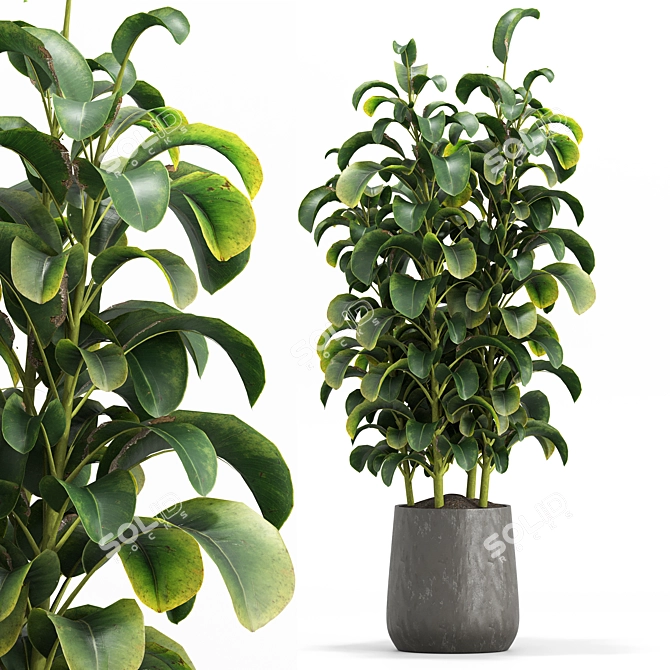 Botanica Set: Lush Indoor Greenery 3D model image 2