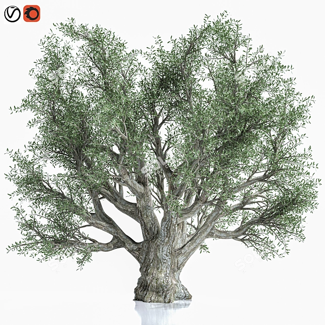 Premium Olive Tree Model 2016 3D model image 1