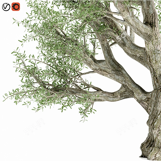 Premium Olive Tree Model 2016 3D model image 2