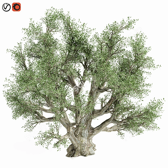 Premium Olive Tree Model 2016 3D model image 3