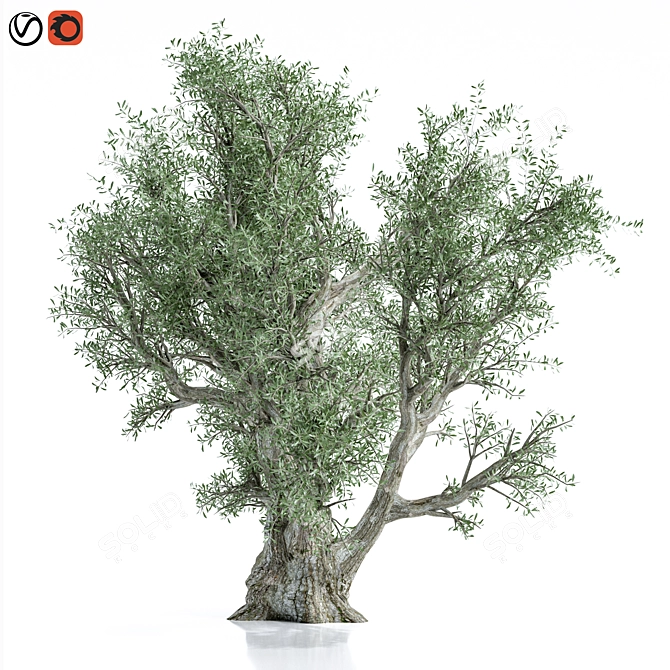 Premium Olive Tree Model 2016 3D model image 4