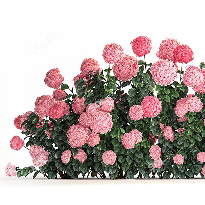 Hydrangea Bush Collection for Landscaping 3D model image 2