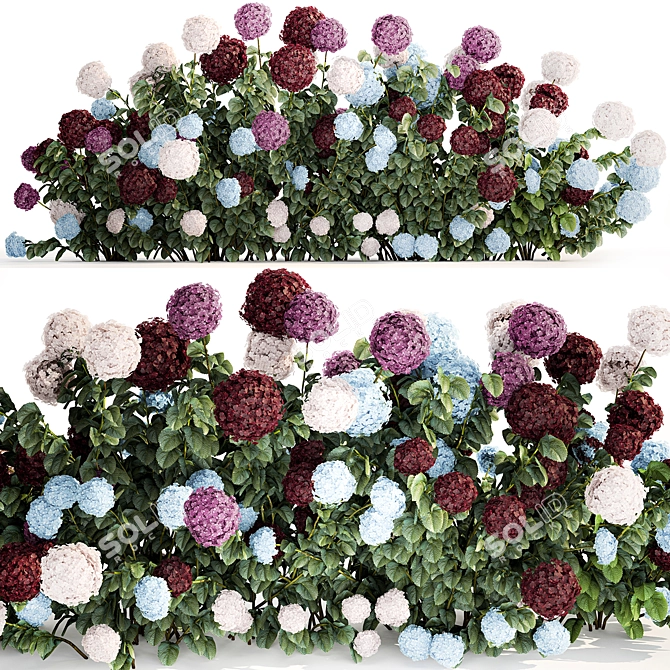 Blooming Hydrangea Bush Collection 3D model image 1