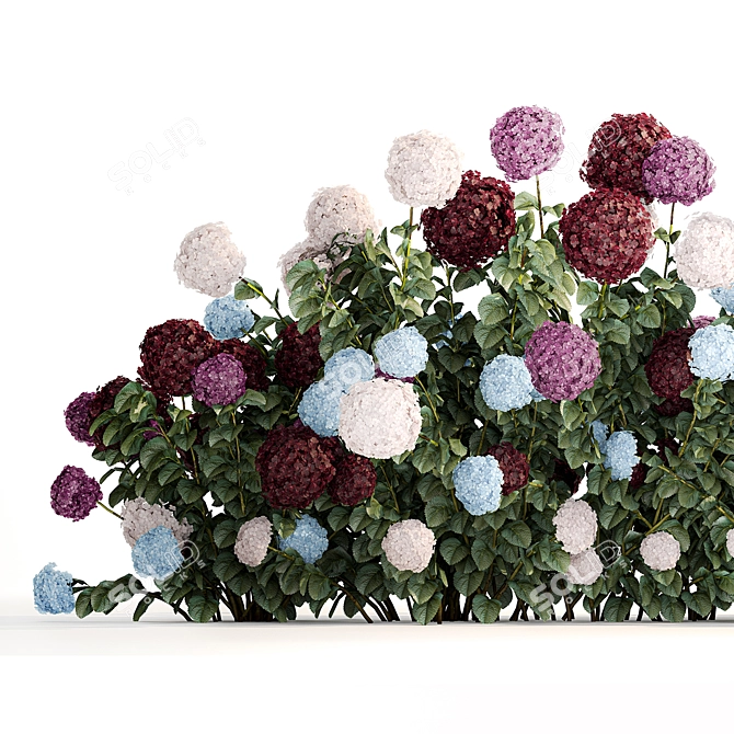 Blooming Hydrangea Bush Collection 3D model image 2