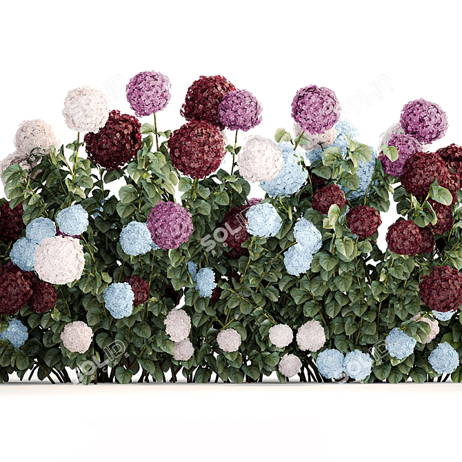 Blooming Hydrangea Bush Collection 3D model image 3