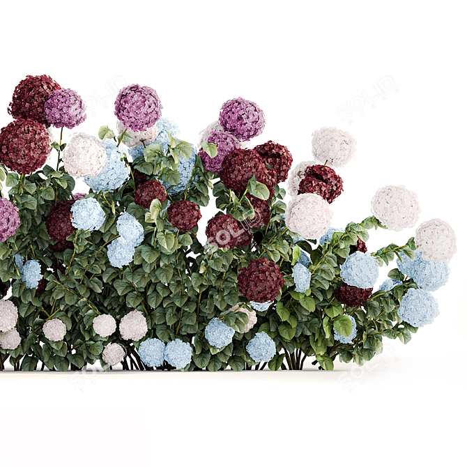 Blooming Hydrangea Bush Collection 3D model image 4