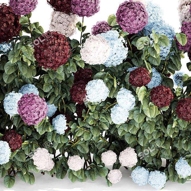 Blooming Hydrangea Bush Collection 3D model image 5