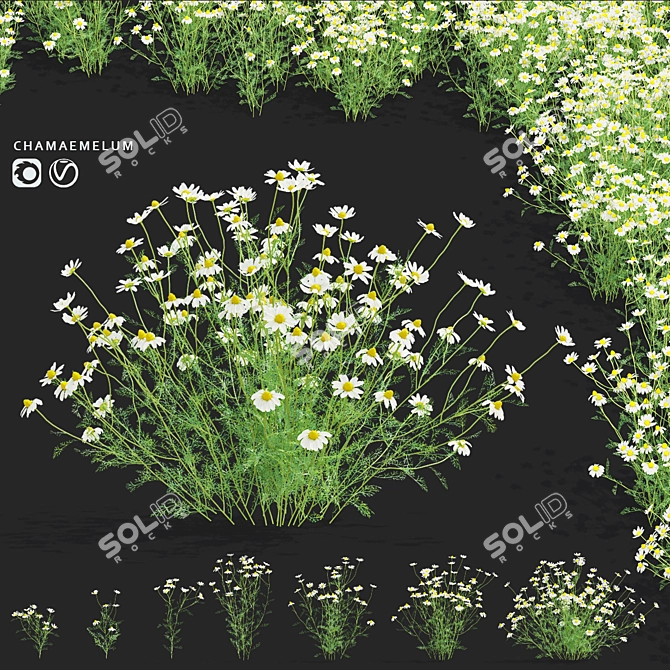 Chamomile Flower Set | 3D Models 3D model image 1