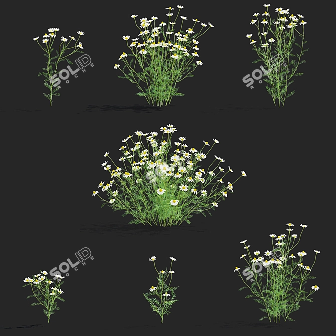 Chamomile Flower Set | 3D Models 3D model image 2