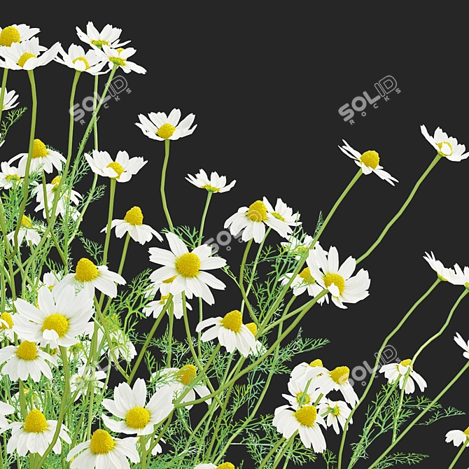 Chamomile Flower Set | 3D Models 3D model image 4