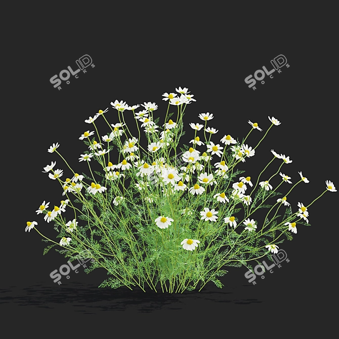 Chamomile Flower Set | 3D Models 3D model image 6