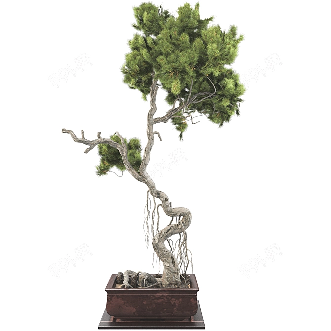 Bonsai Tree 63 3D Model 3D model image 1