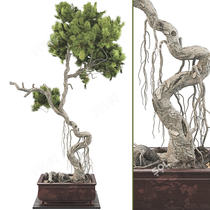 Bonsai Tree 63 3D Model 3D model image 2