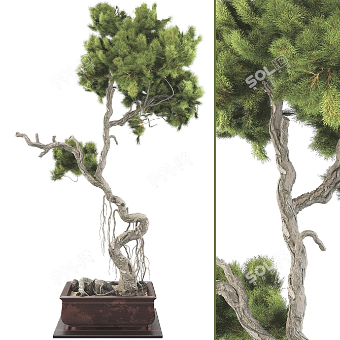 Bonsai Tree 63 3D Model 3D model image 3