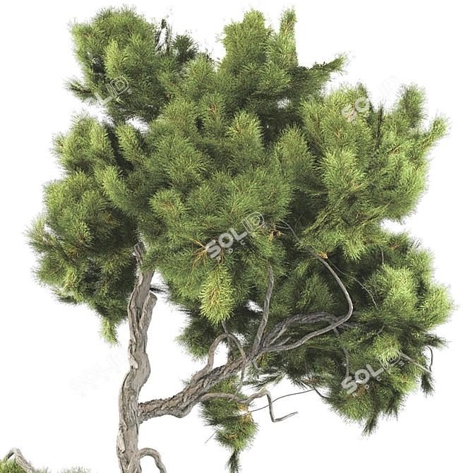 Bonsai Tree 63 3D Model 3D model image 4