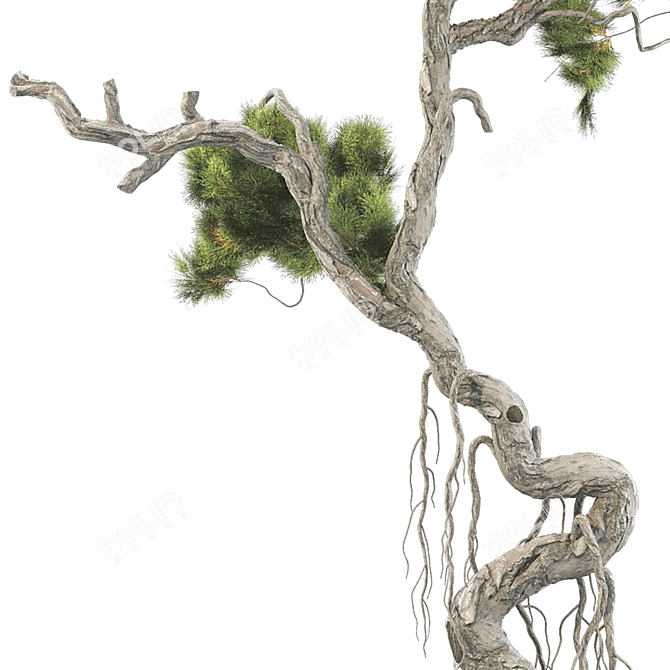 Bonsai Tree 63 3D Model 3D model image 5