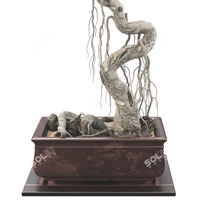 Bonsai Tree 63 3D Model 3D model image 6