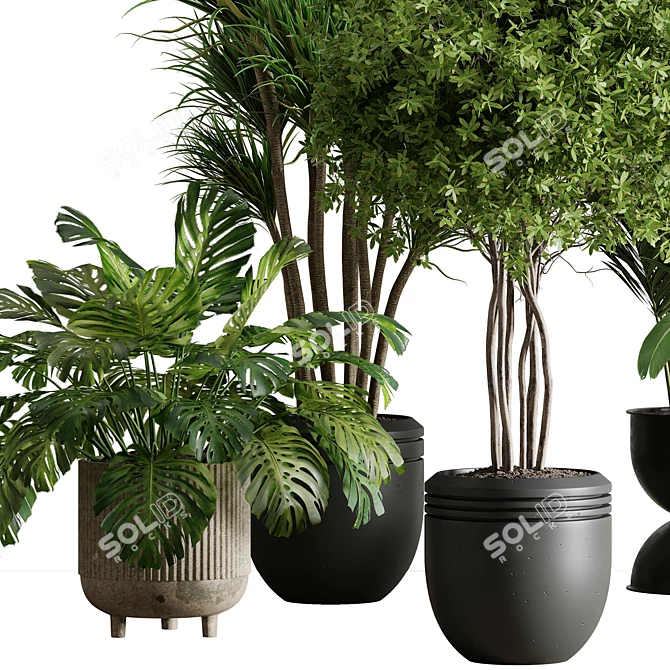 Botanical Bliss Indoor Plant Set 3D model image 4