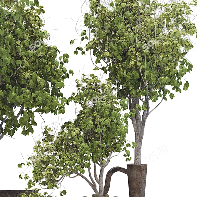  3D Plant Collection Set 3D model image 4