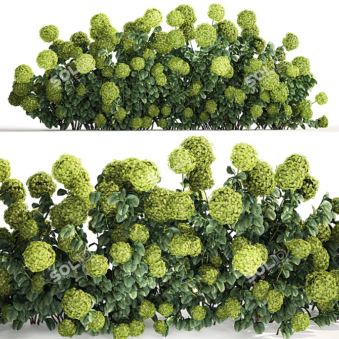 Green Hydrangea Plant Collection for Urban Gardens 3D model image 1