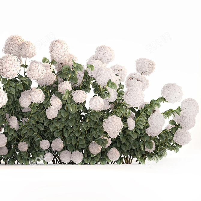 White Hydrangea Bush for Garden Decor 3D model image 4