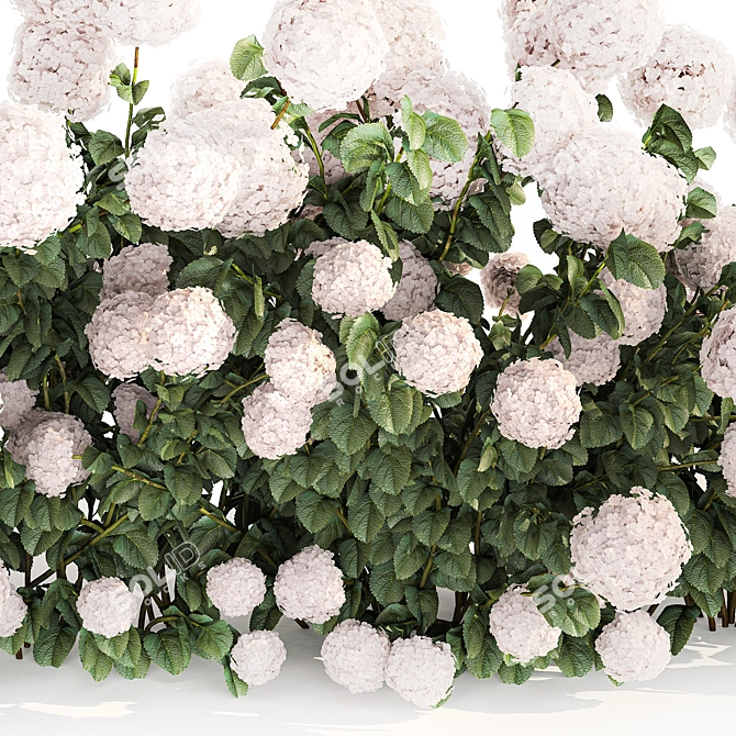 White Hydrangea Bush for Garden Decor 3D model image 5