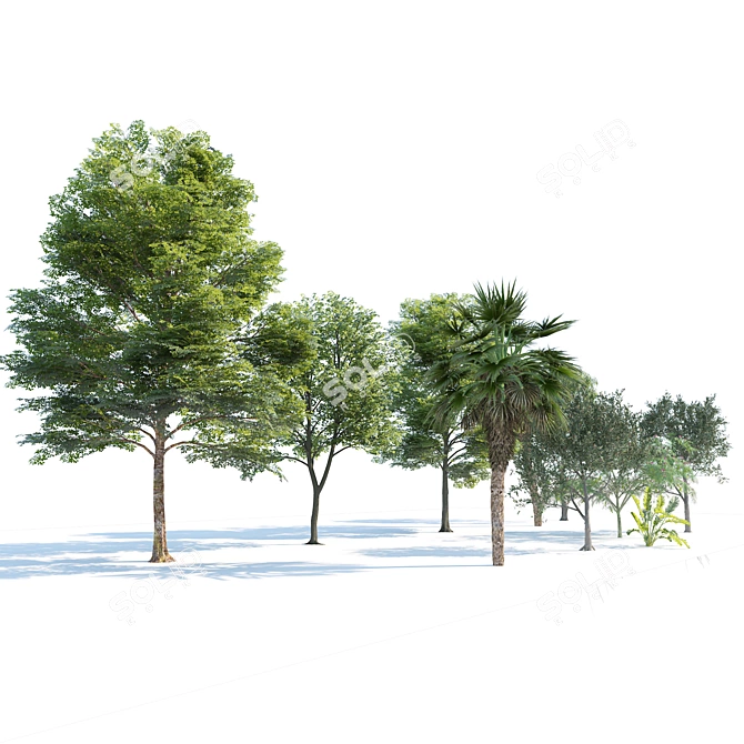 Urban Park Trees Collection 3D model image 3