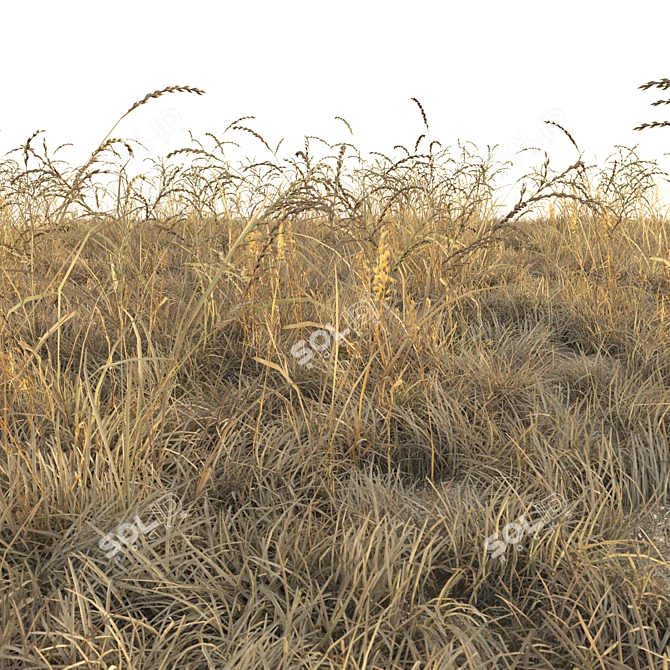 Autumn Grass Field Assets 3D model image 3