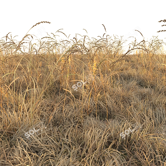 Autumn Grass Field Assets 3D model image 10